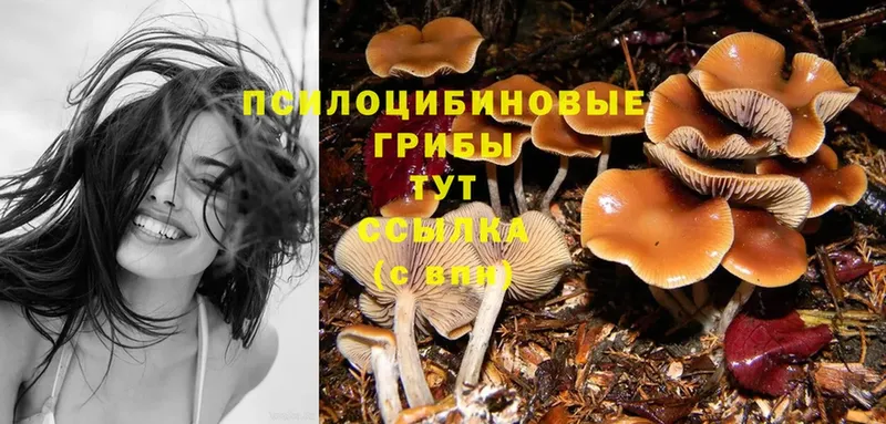 Галлюциногенные грибы Cubensis  omg ССЫЛКА  Данилов 